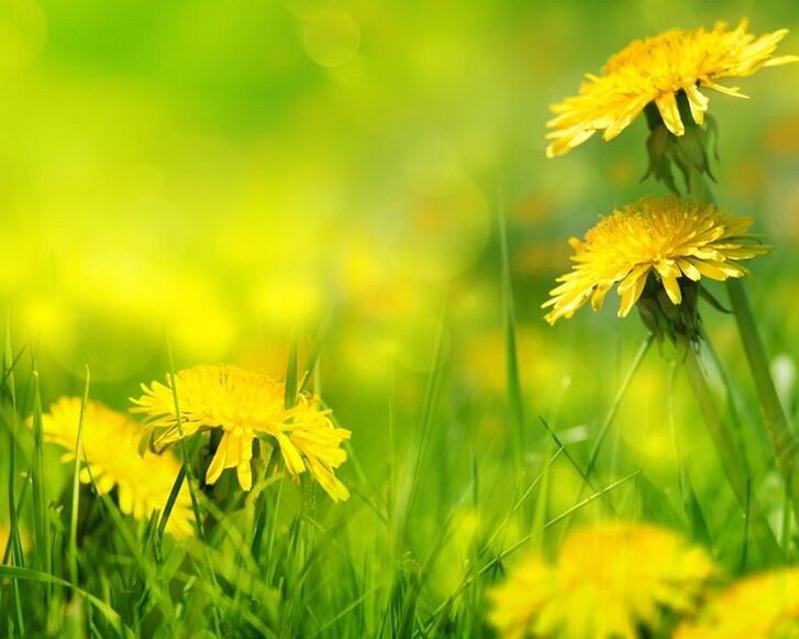 dandelion flowers for the treatment of the knee joint